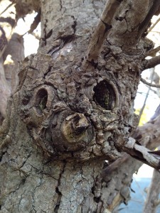 Nelson - Abel Tasman NP-003